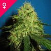 Buy Big Bud Feminized Seeds