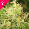 Buy Ice Feminized Cannabis Seeds