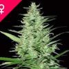 Buy Indoor Mix Feminized Seeds